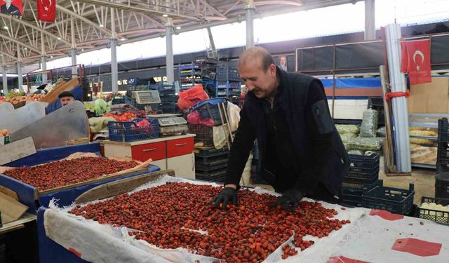 Dikenli dallar arasında zorlu kuşburnu mesaisi