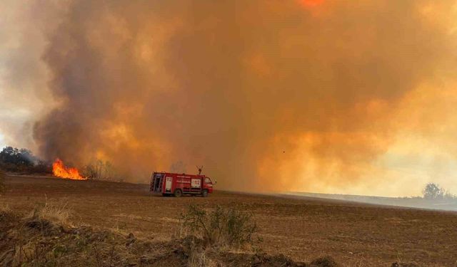 Edirne'de anız yangını: Kaplumbağalar ve yabani hayvanlar da etkilendi