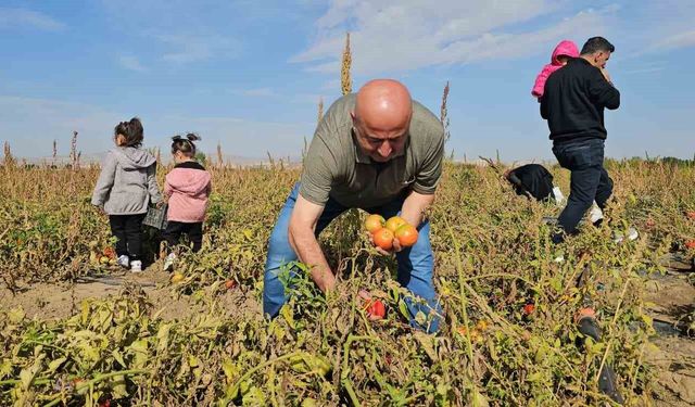 Hasköy'de vatandaşlar sebzelerini dalından kendileri topluyor