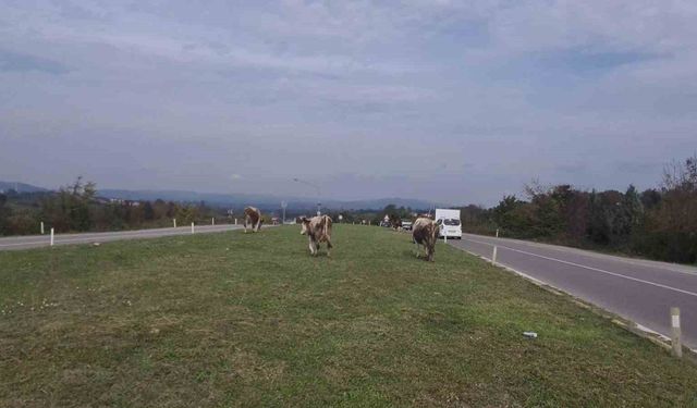 Karayolunda başıboş gezen hayvanlar tehlike saçıyor