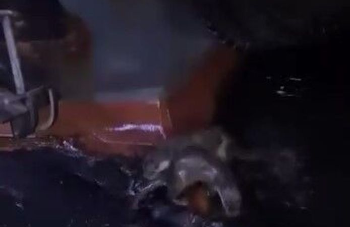 Su samurlarının balık keyfi kamerada