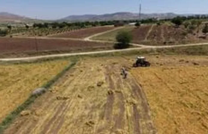Kuraklığın Ardından Altın Sezon: Gercüş Ovasında Mercimek Mesaisi Başladı