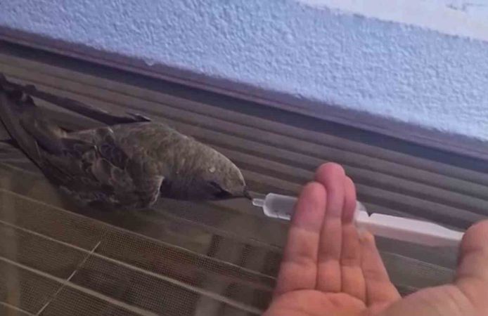 Sıcaktan bitkin düşen ebabil kuşu, su ile yeniden hayata tutundu