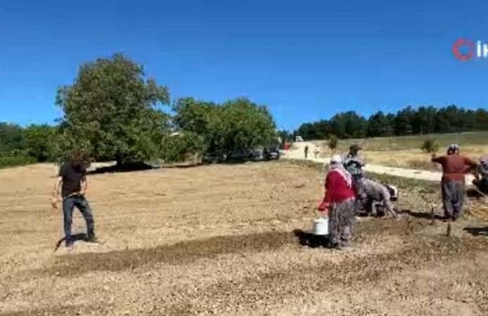 Safranbolu’da 600 Bin Liralık Safran İçin Yeni Sezon Başladı