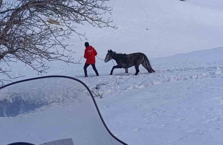 Kurtların saldırısına uğrayan ve dağda mahsur kalan at kurtarıldı