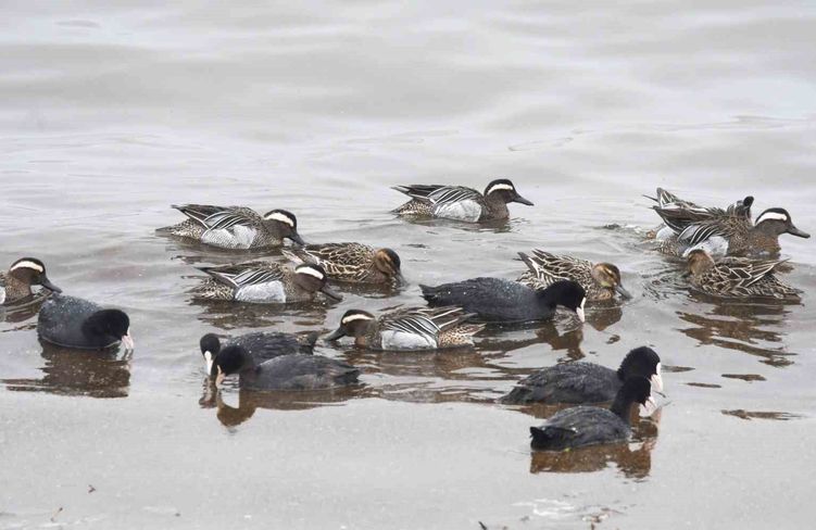 Çıkrıkçın ördekleri Van Gölü sahilinde görüntülendi