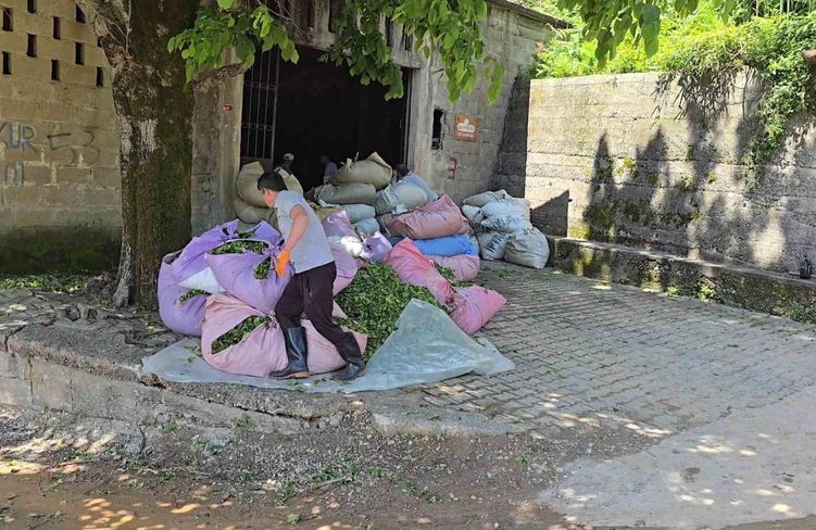 ÇAYKUR sezonun ilk gününde 900 ton çay aldı