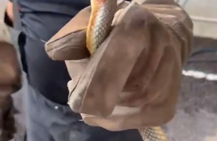 Feribottan inen araçtan yılan çıktı