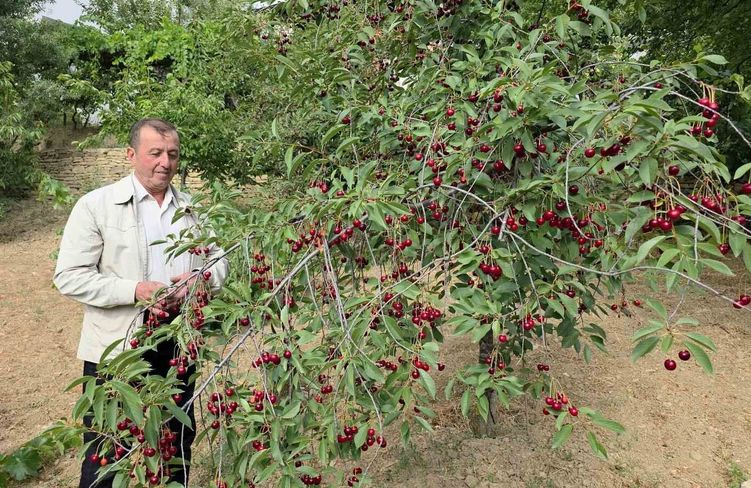 Kütahyalı vişne üreticileri taban fiyat ve fiyat istikrarı istiyor