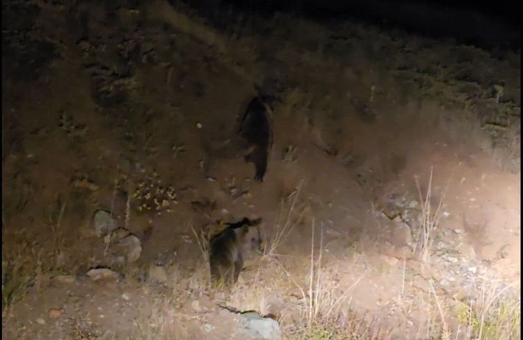 Tunceli'de anne ayı ve 3 yavru görüntülendi