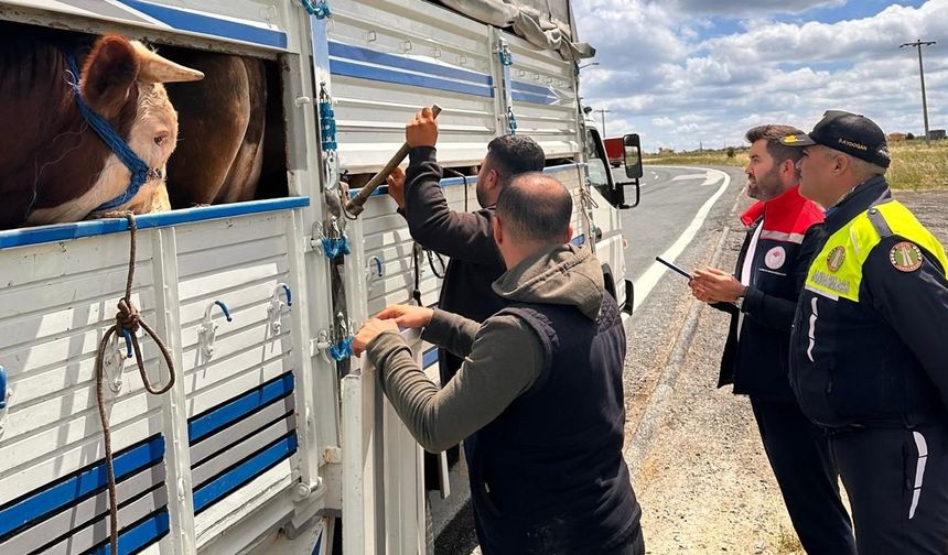 Tekirdağ'a kaçak yolla büyükbaş getiren besiciye 105 bin lira ceza uygulandı