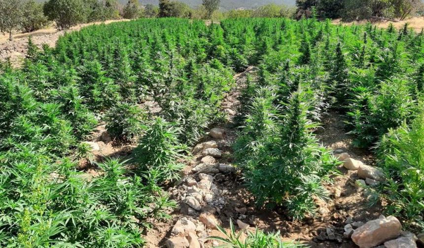 Diyarbakır'da 3 milyon 476 bin kök kenevir ve skunk ele geçirildi