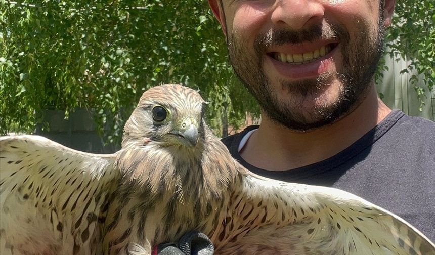 Erzurum'da bitkin bulunan kerkenez bakımının ardından doğaya bırakıldı