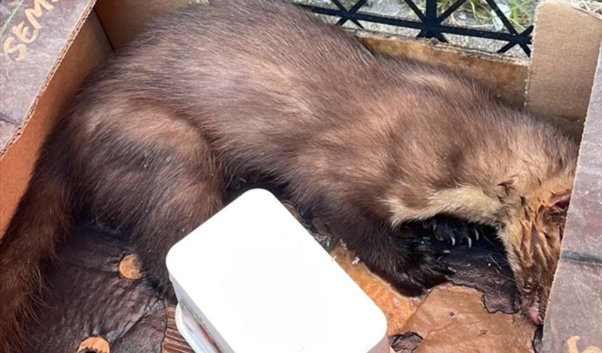 Zonguldak'ta yaralı sansar tedavi altına alındı