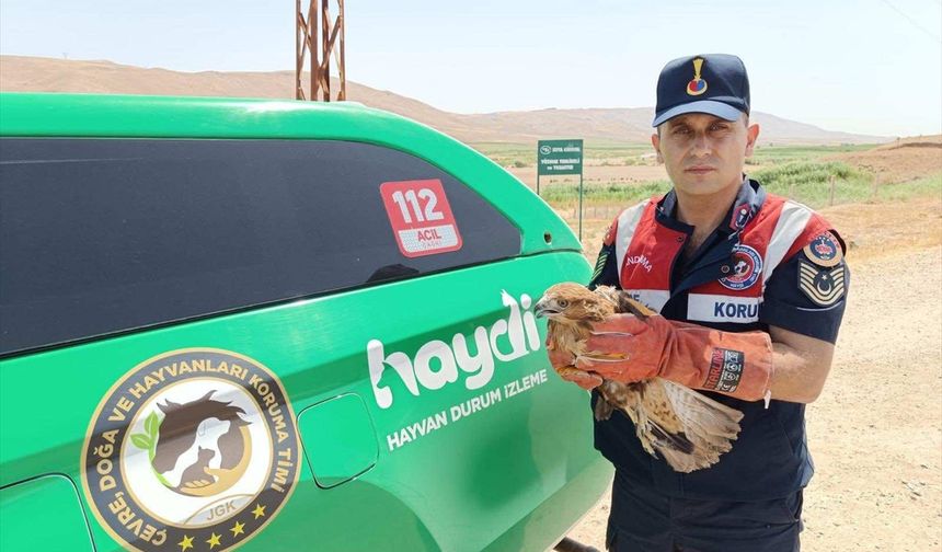 Batman'da jandarmanın yaralı halde bulduğu şahin tedaviye alındı