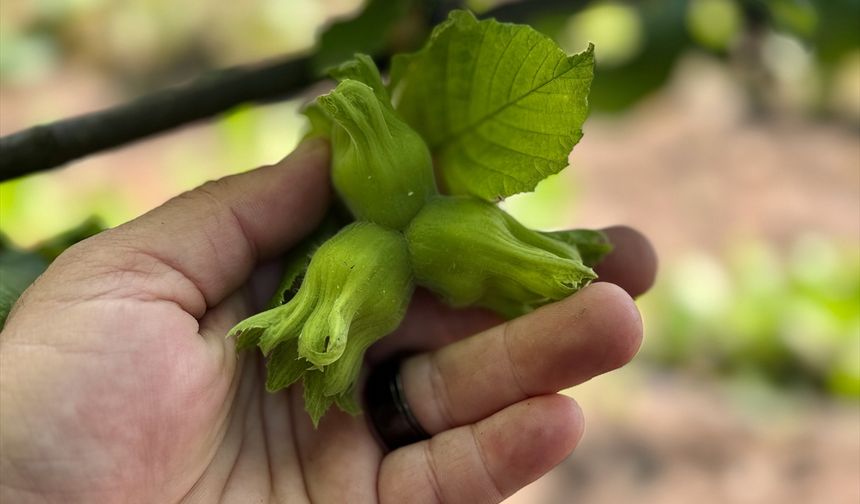 Düzce, AB ülkelerine yılın ilk yarısında 13 bin 461 ton iç fındık ihraç etti