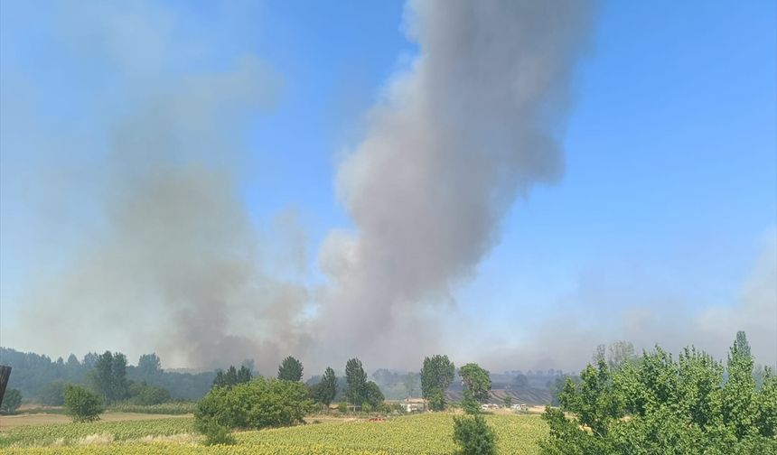 Edirne'de çıkan orman yangınına müdahale ediliyor