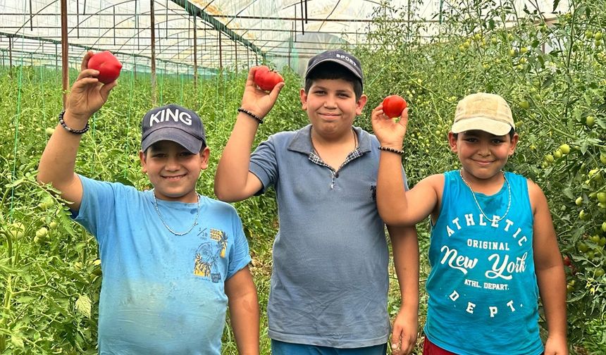 Isparta yaylalarında örtü altı domates hasadına başlandı