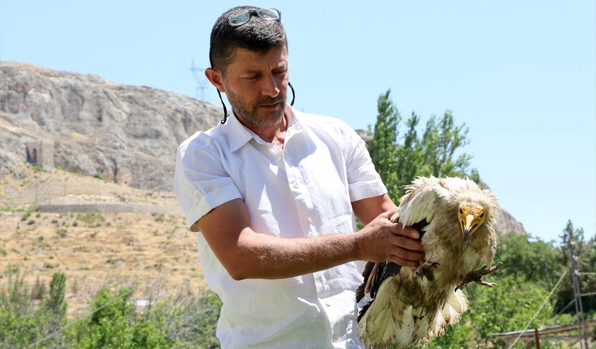 Malatya'da yaralı halde bulunan yaralı beyaz akbaba tedaviye alındı