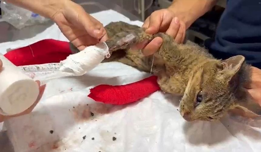 Sakarya'dan Bilecik'e sıçrayan orman yangınında yaralanan kedi tedavi altına alındı