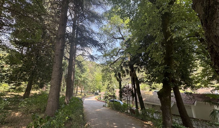 Türkiye'nin ilk arboretumu 66 tür ağaca ev sahipliği yapıyor