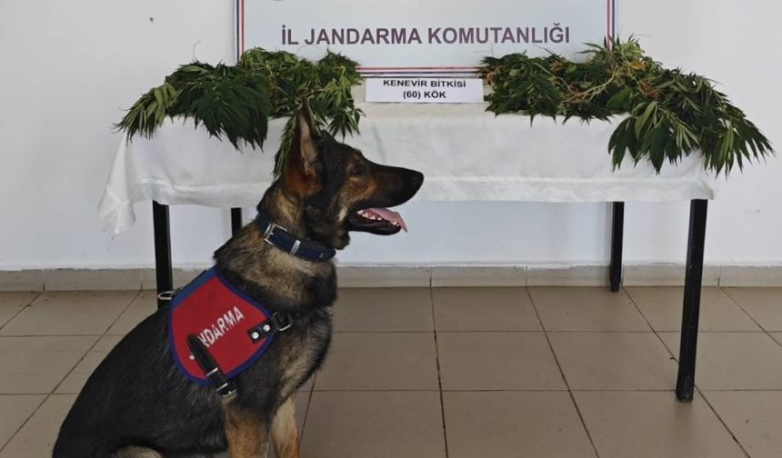 Yalova'da ormanlık alana kenevir eken zanlı tutuklandı