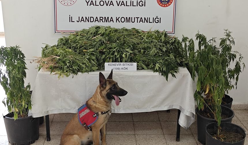 Yalova'da ormanlık alanda Hint keneviri yetiştiren şüpheli tutuklandı