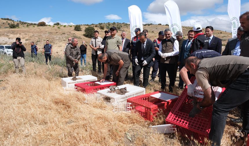Yozgat'ta 1000 kınalı keklik doğaya bırakıldı