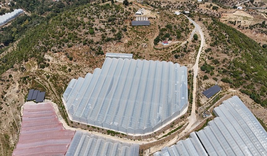 Antalya'da tropikal meyve bahçelerine kurulan GES enerji maliyetlerini düşürdü