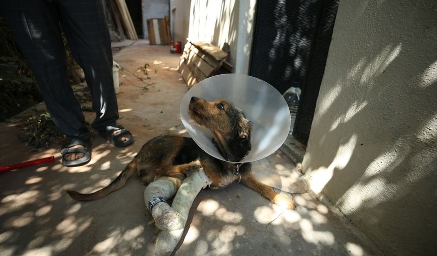 Balıkesir Sındırgı'daki depremde düşen molozun altında kalarak yaralanan köpek tedavi edildi