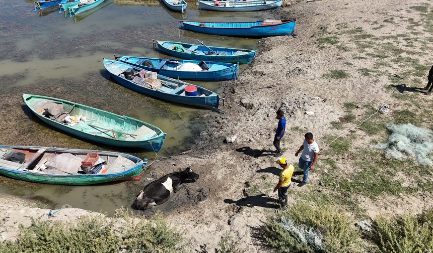 Beyşehir Gölü kıyısında çamura saplanan inek kurtarıldı