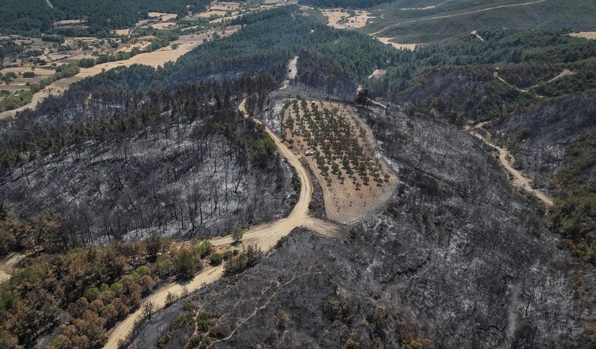 Çanakkale'deki orman yangını 150 ağaç bulunan zeytinliği teğet geçti