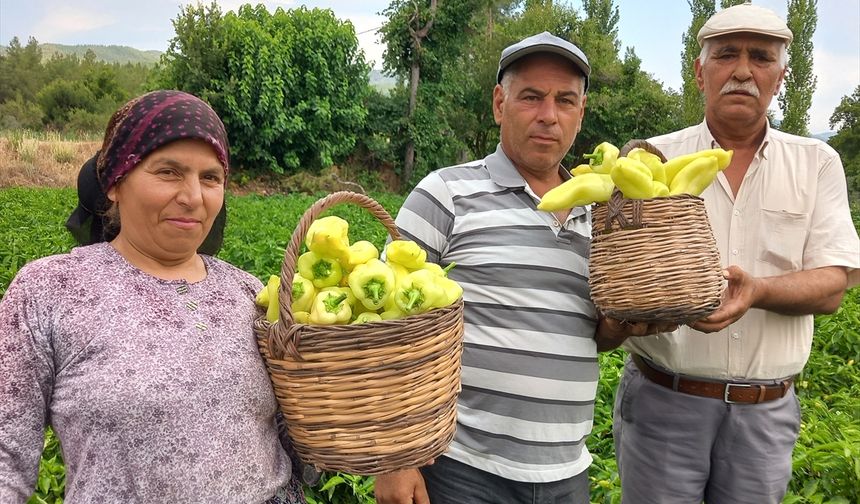 Denizli'de Kale biberinin hasadına başlandı