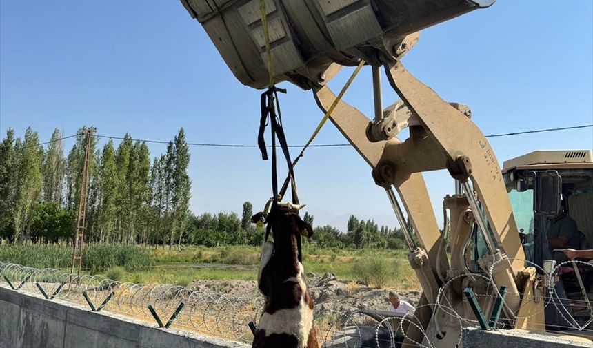 Iğdır'da kanala düşen dana kepçeyle kurtarıldı