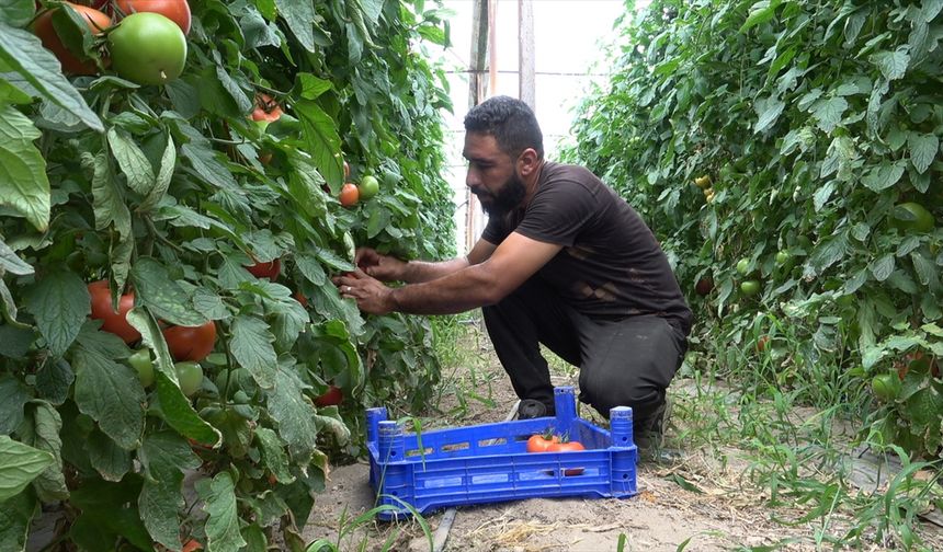 Isparta'da seralarda yetiştirilen domatesler hasat ediliyor