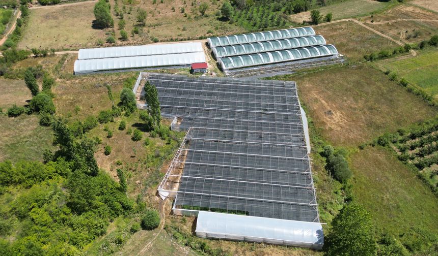 Isparta'da üretimi yaygınlaşan ahududu hasadı yapılıyor