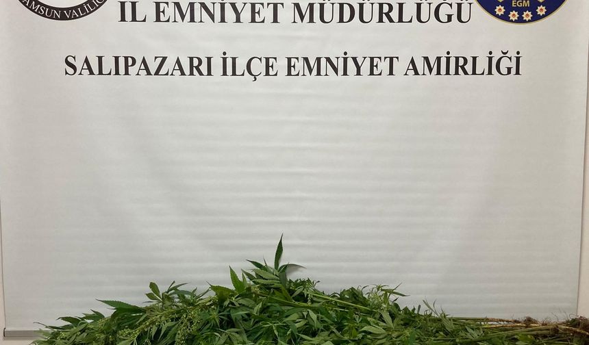 Samsun'da uyuşturucu operasyonunda 75 kök hint keneviri ele geçirildi