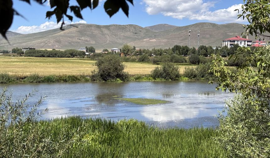 Sıcakların etkili olduğu Ardahan'da su debisi düşen Kura Nehri'ni yosun kapladı