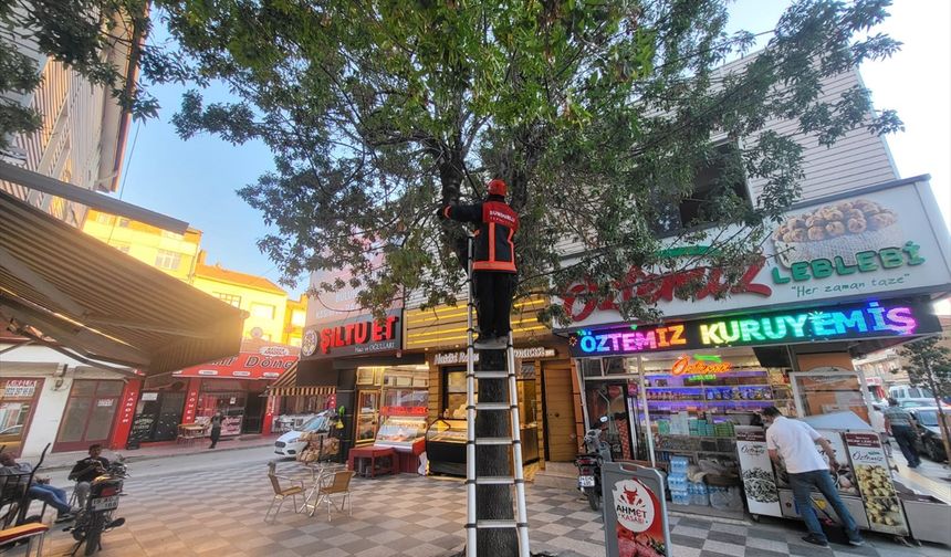 Çorum'da ağaçta mahsur kalan kedi kurtarıldı