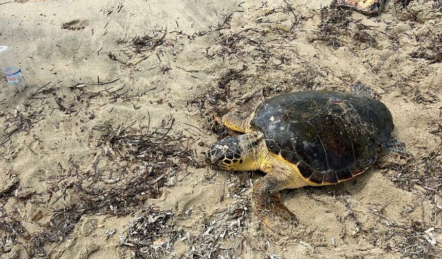 Edirne'de yaralı bulunan caretta caretta tedaviye alındı