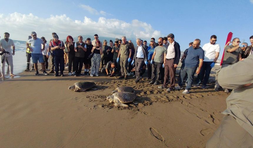 Hatay'da tedavileri tamamlanan 4 caretta caretta denizle buluştu