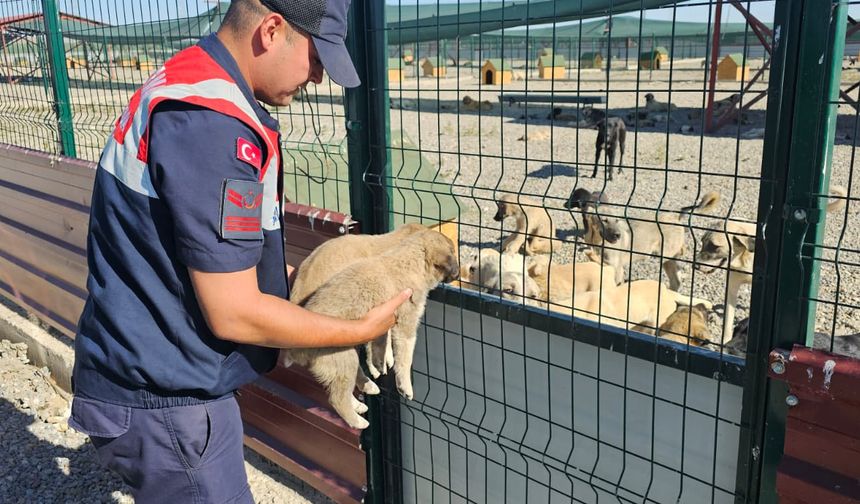Muş'ta çuval içinde terk edilen 2 köpek yavrusu barınağa alındı