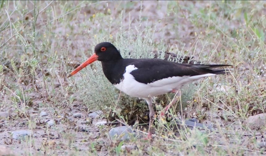 Poyraz kuşunun 8 ülkeyi kapsayan göç yolculuğu uydu vericiyle kayda alındı