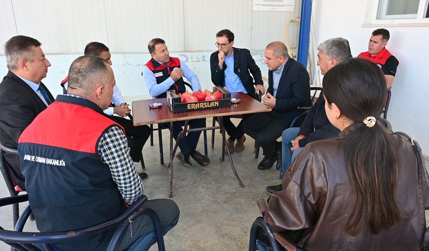 Denizli'de ihracatlık nar hasadı başladı