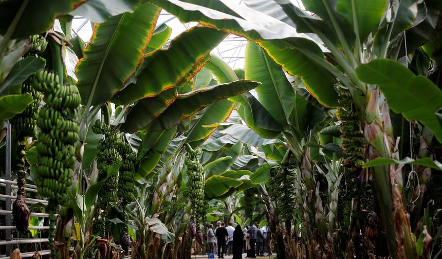 İran'ın en büyük serası Aras Nehri kıyısında tropikal meyve üretiyor