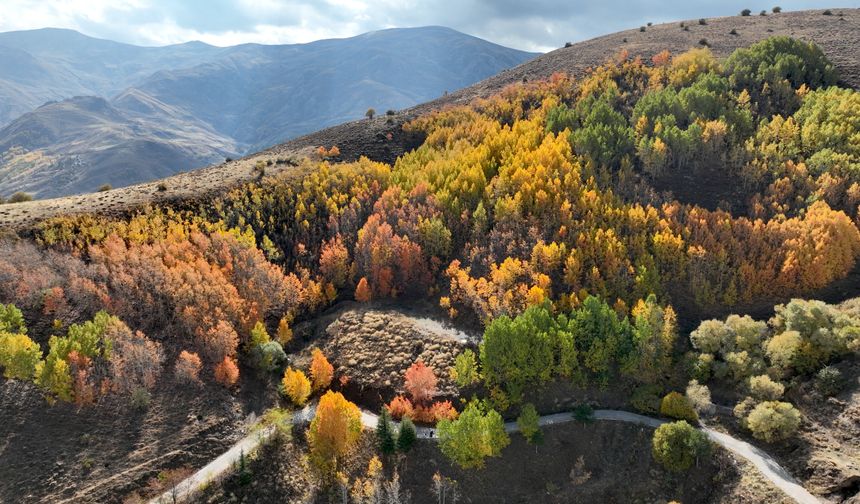 Muş'ta gençler sonbahar renklerine bürünen Bağlar bölgesinde doğa yürüyüşü yaptı