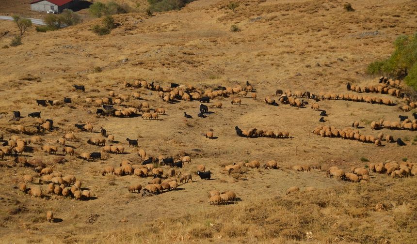 Muş'ta göçerler havanın soğumasıyla dönüş yolculuğuna başladı