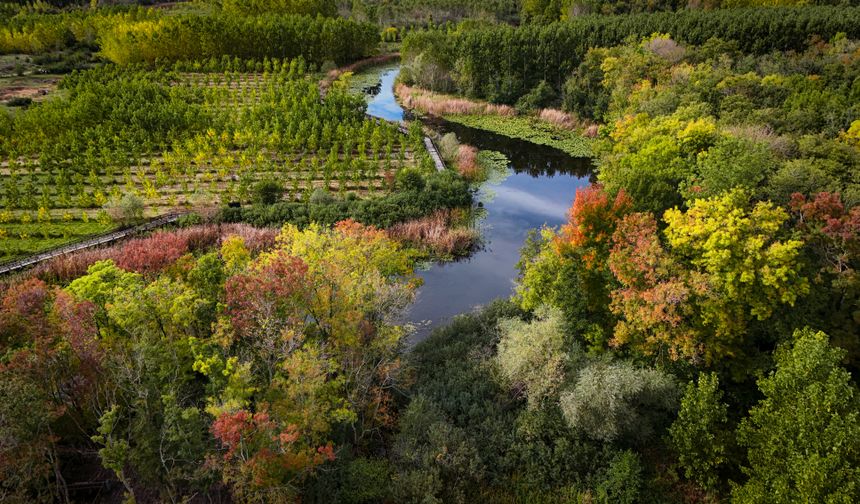 Sakarya'da Acarlar Longozu ve Büyük Melen havzası sonbaharın tonlarıyla renklendi