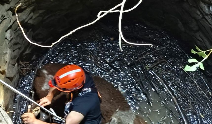 Siirt'te su kuyusuna düşen inek kurtarıldı