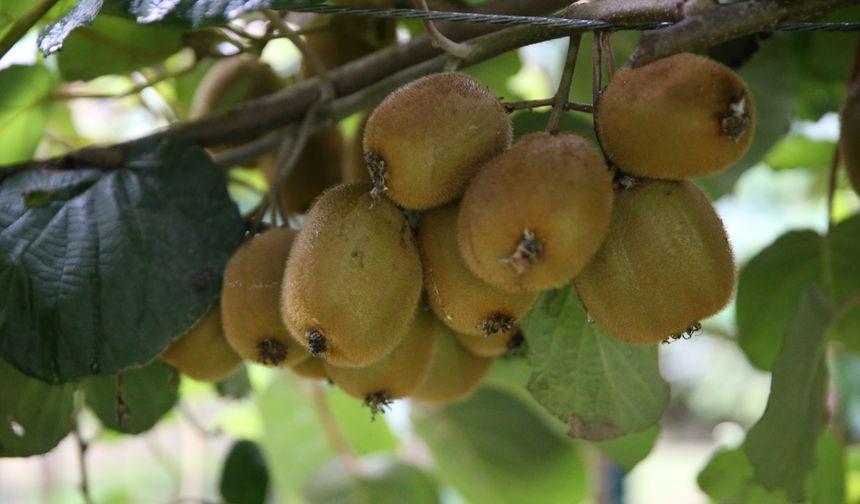 Tescilli Ordu kivisinin kilogram fiyatı belli oldu